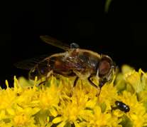 Eristalis pertinax - Tapered Drone Fly